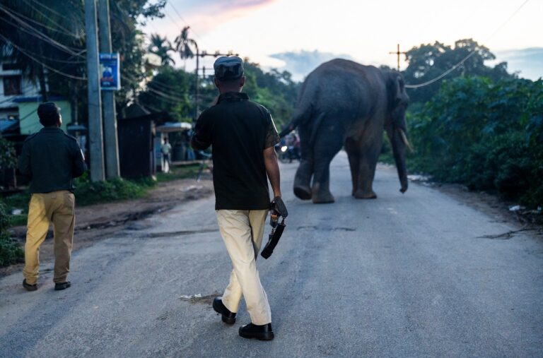 Példátlan elefánttámadás történt – egyszerre 6 ember vesztette életét