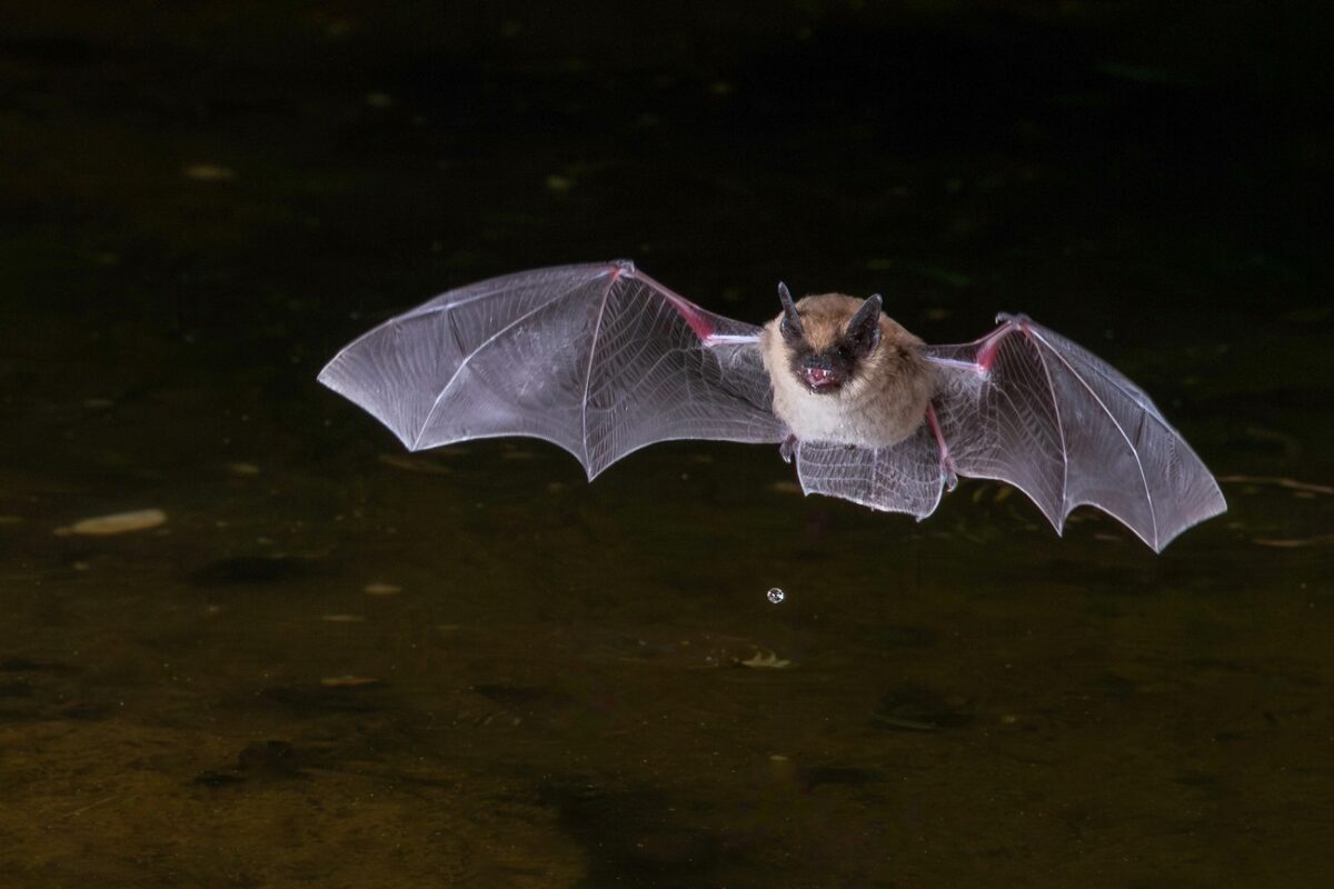 Rejtett denevér-vírus fertőz embereket