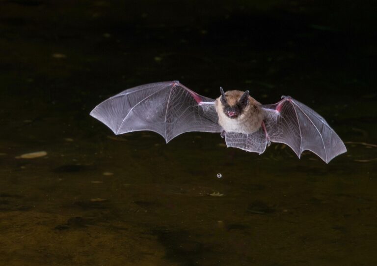 Rejtett denevér-vírus fertőz embereket