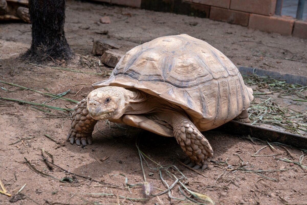Vírusként terjed a videó – teknős menekült meg a lángoló ólból