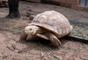 Vírusként terjed a videó – teknős menekült meg a lángoló ólból
