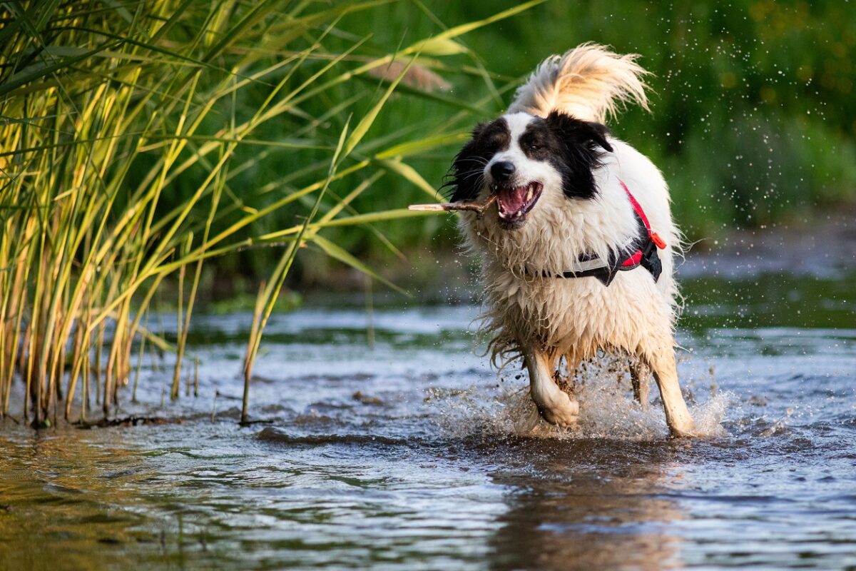 Mióta vártak erre a kutyások a Balatonnál – történelmi pillanat előtt állunk