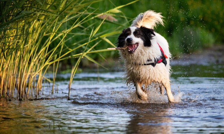 Mióta vártak erre a kutyások a Balatonnál – történelmi pillanat előtt állunk