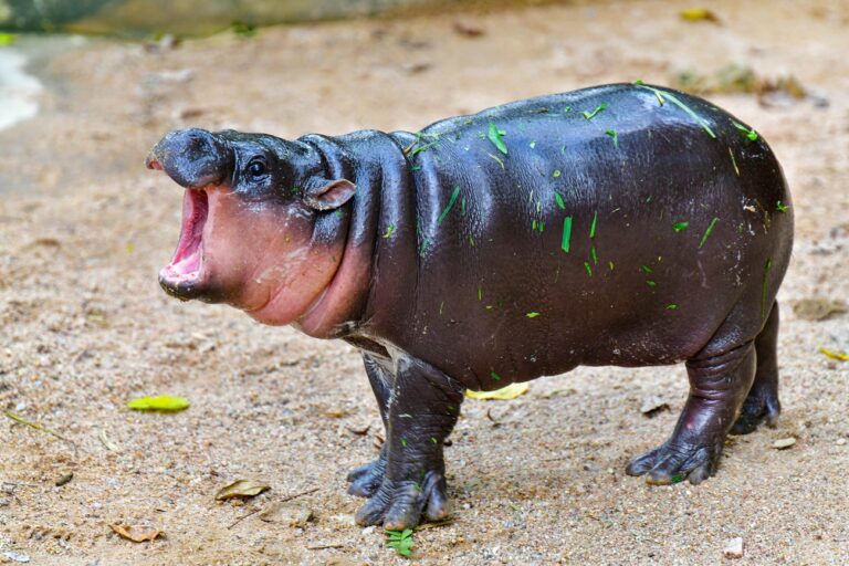 Botrány az állatkertben – vízilovak közé mászott egy férfi