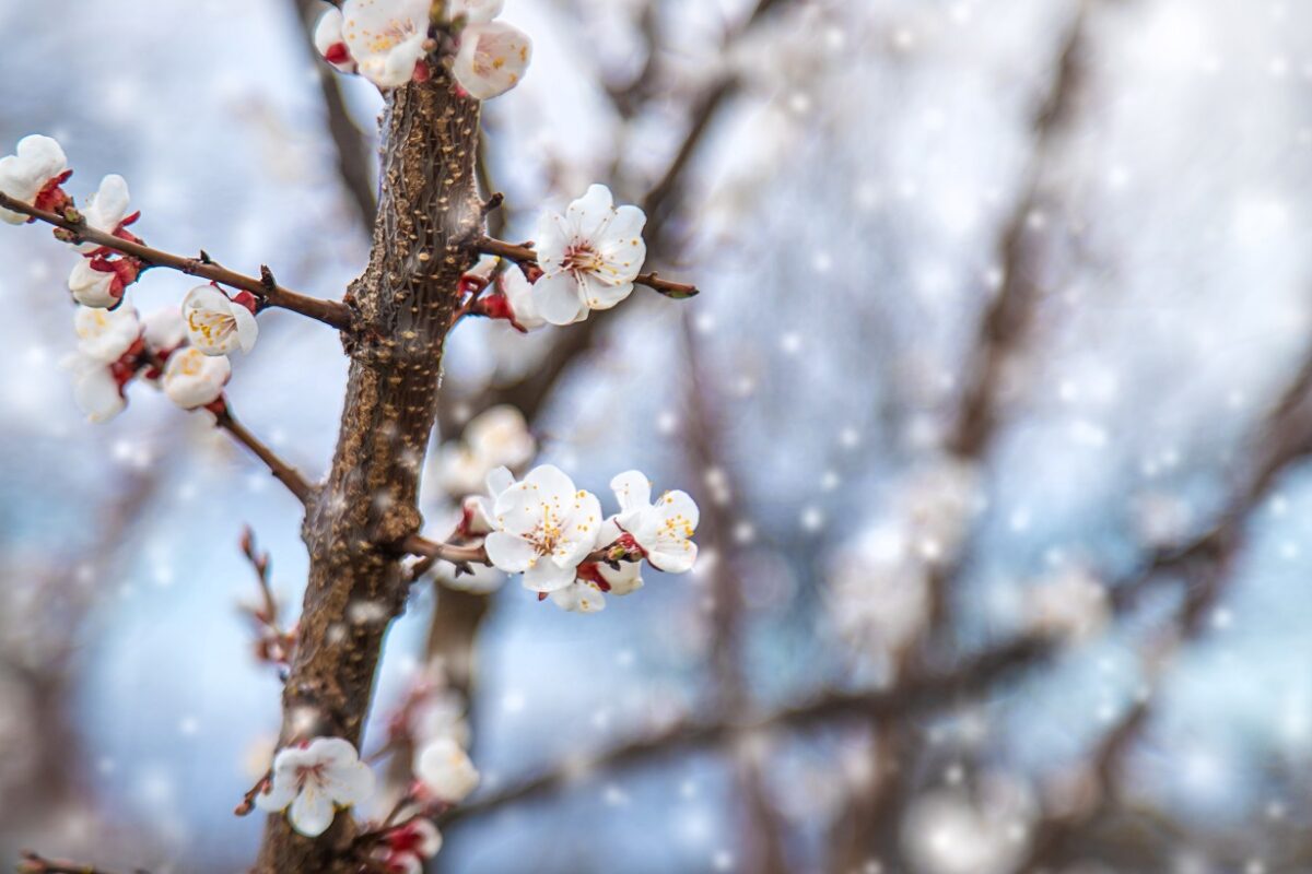 Már csak ez hiányzott – még hózápor is jöhet a jövő héten