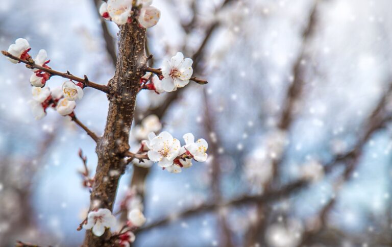 Már csak ez hiányzott – még hózápor is jöhet a jövő héten