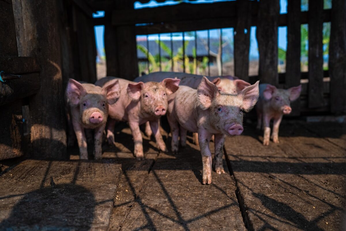 Hetek óta drágul a sertés – jön a húsvéti árrobbanás?