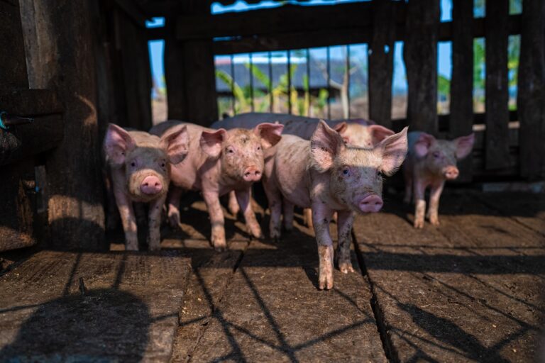 Hetek óta drágul a sertés – jön a húsvéti árrobbanás?