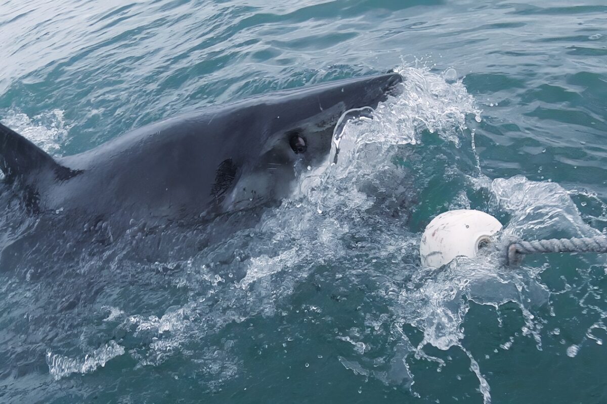 125%-kal nőtt a halálos cápatámadások száma – mi történik?