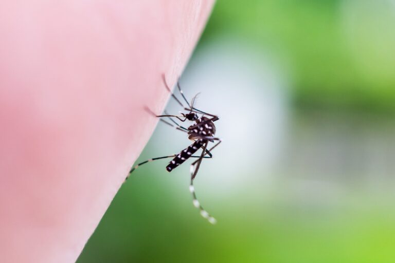 Ezért lepik el egyszerre a szúnyogok ugyanazt az embert