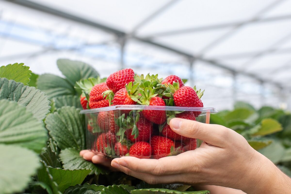 Megőrülnek a magyarok ezért a gyümölcsért – hamarosan újra itt lesz