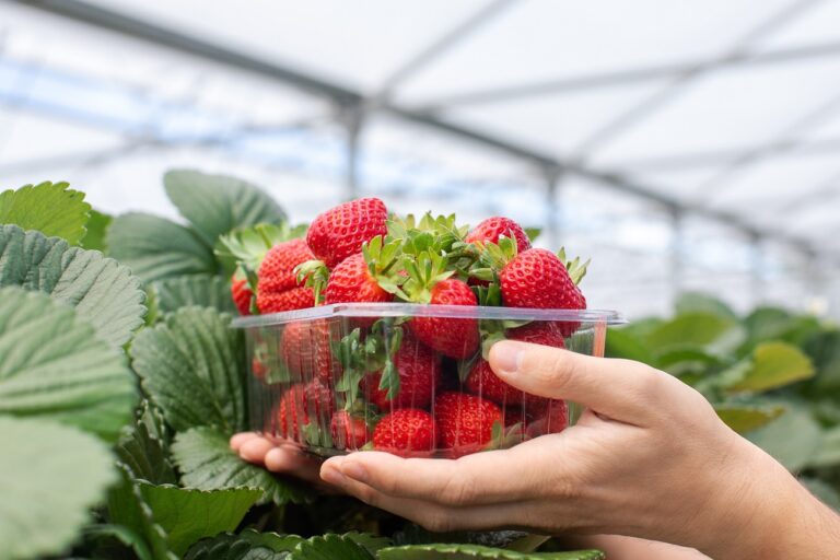 Megőrülnek a magyarok ezért a gyümölcsért – hamarosan újra itt lesz