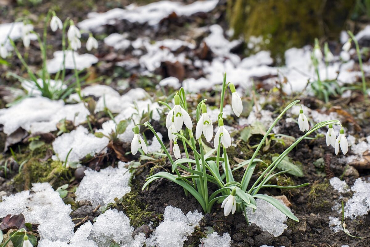 Csak semmi pánik, ismét havazott Magyarországon