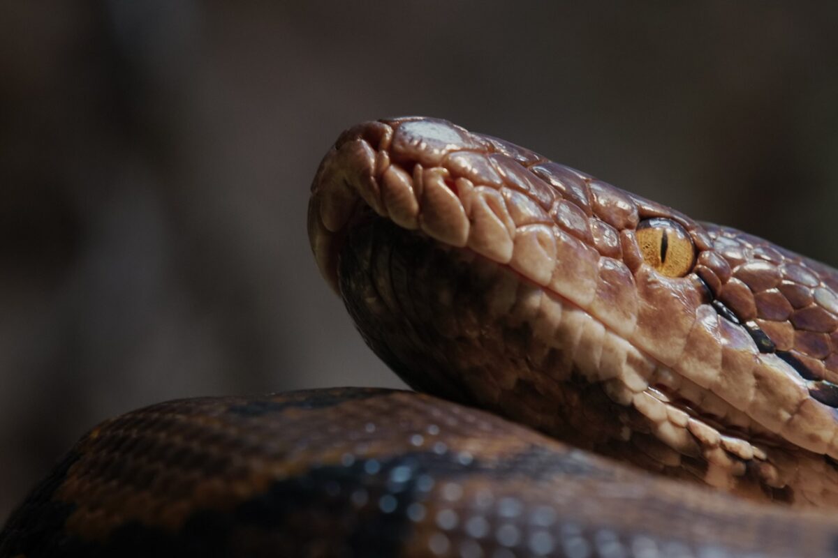Egy 15 méteres kígyó uralhatta az ősi Indiát