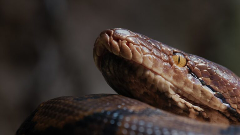 Egy 15 méteres kígyó uralhatta az ősi Indiát