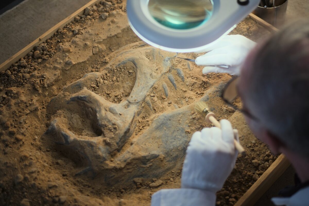 Így nézett ki a krokodil, ami dinoszauruszokat is felfalt