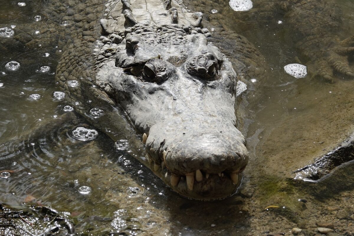 Aligátorral ütközött, majd felborult – csodával határos módon élte túl a nő