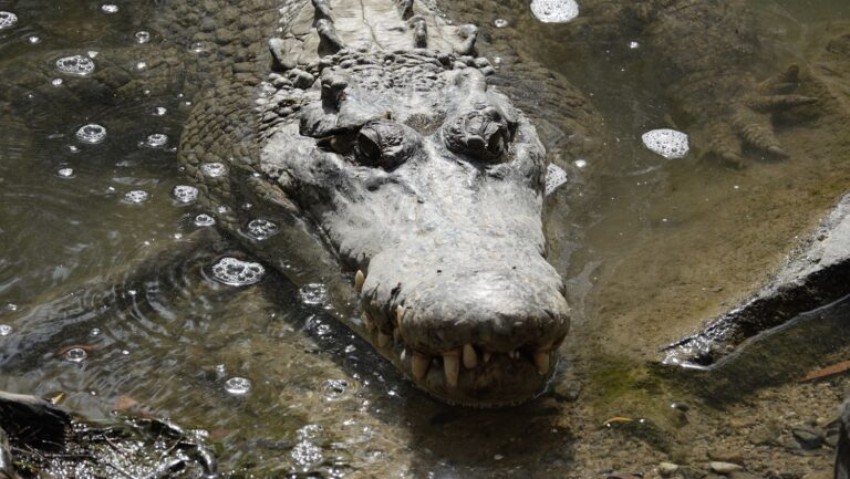 Aligátorral ütközött, majd felborult – csodával határos módon élte túl a nő