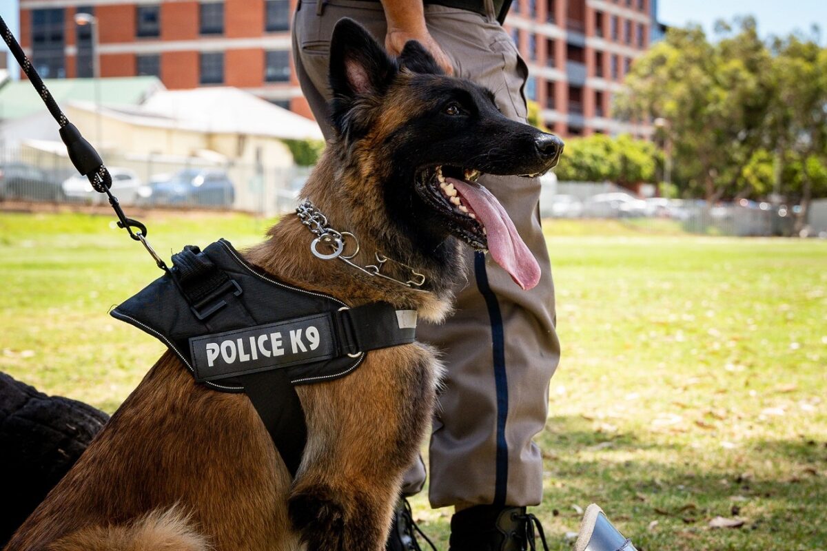 Már holttestkereső kutyákkal keresik az eltűnt nőt – sok a kérdőjel