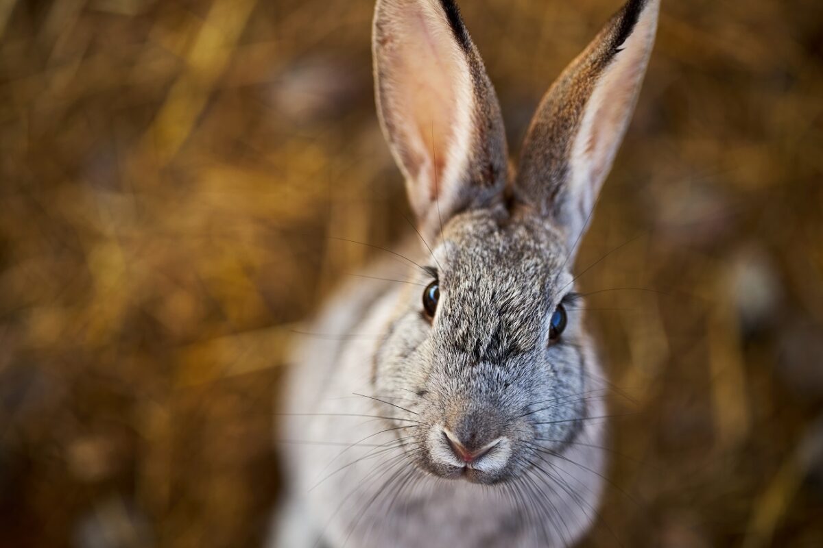 Húsvéti csoda – 4 év után tért haza az elveszett nyúl