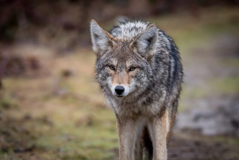 Meghökkentő okok miatt leállt a csomagok kiszállítása egy lakónegyedben