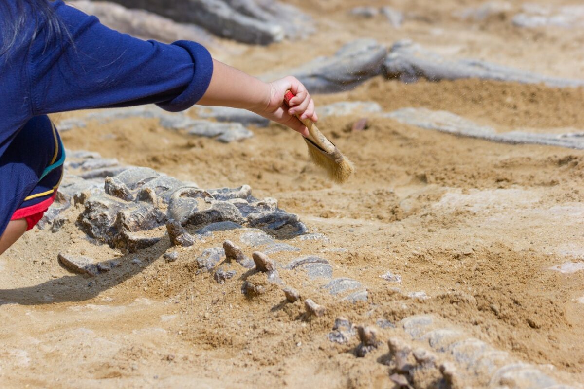 Egy 70 millió éves raptort fedeztek fel – igazi ragadozó volt