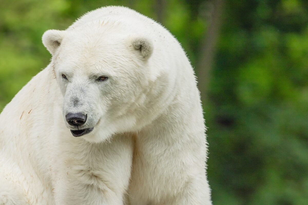 Tragikus bejelentést tett a Nyíregyházi Állatpark – elpusztult az ikonikus jegesmedve