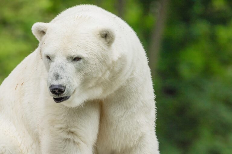 Tragikus bejelentést tett a Nyíregyházi Állatpark – elpusztult az ikonikus jegesmedve