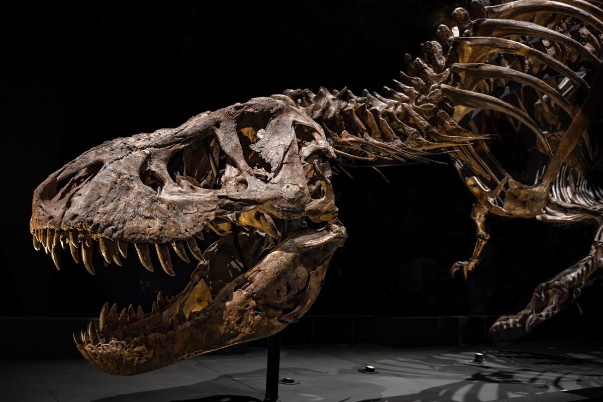 40 évig is eltarthatott a T. rex növekedése