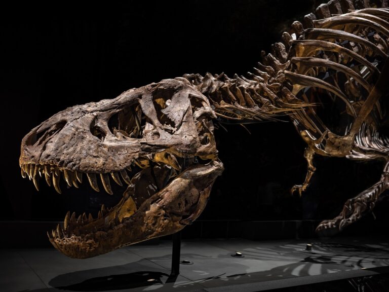 40 évig is eltarthatott a T. rex növekedése