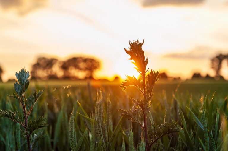 Őrült hőség jön vasárnap – 37°C is lehet